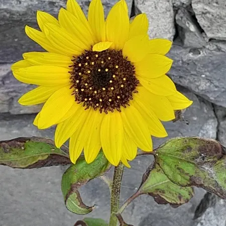 Casa Vicente Apartment *