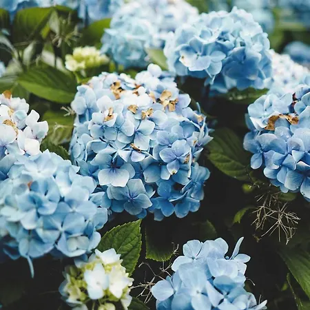 Casa Vicente Apartamento