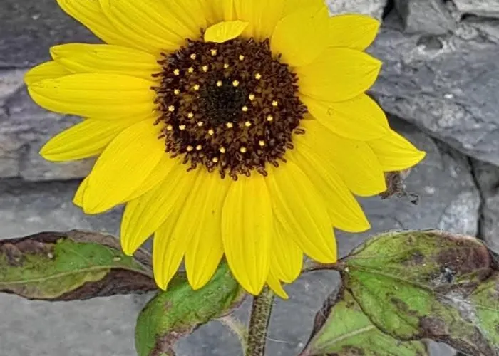 Casa Vicente Appartamento *